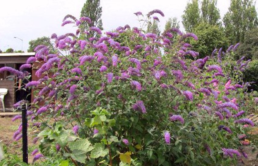 Arbre à papillon (Buddleia davidii) atteinte à la faune