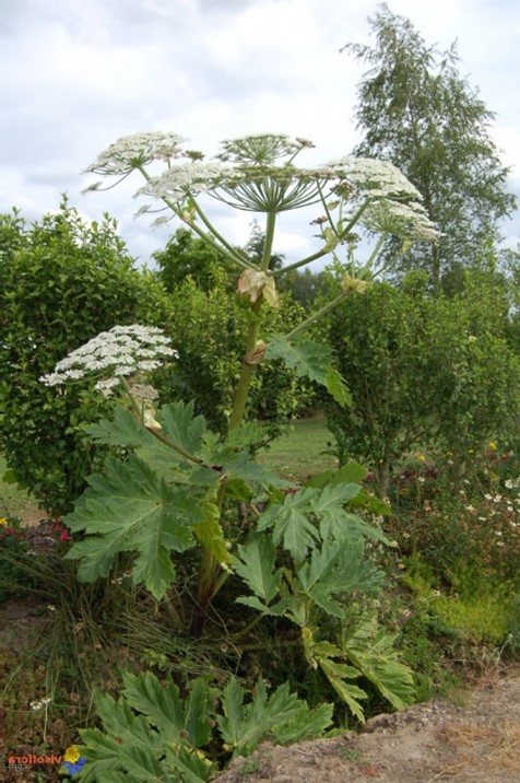 Berce du Caucase (Heracleum mantegazzianum) atteinte à la santé