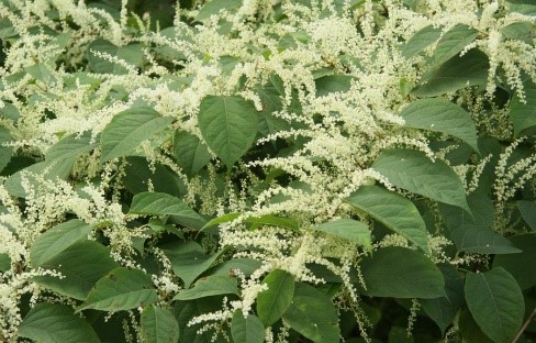 Renouée du japon (Reynoutria japonica) atteinte au territoire (berges)